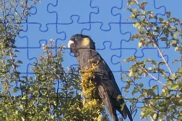 Cacatua nero coda gialla jigsaw puzzle