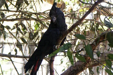 Cacatua nero lucente jigsaw puzzle