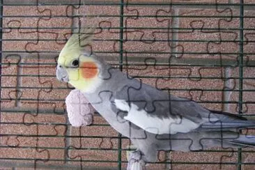 Cacatua delle ninfee jigsaw puzzle