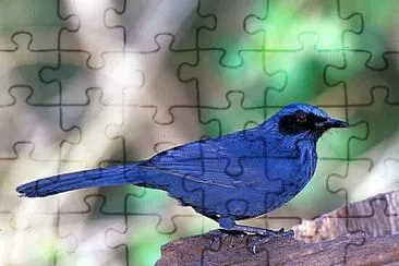 Mimo azzurro jigsaw puzzle