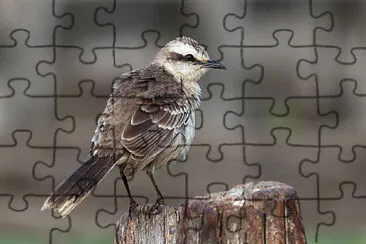 Mimo dei campi jigsaw puzzle