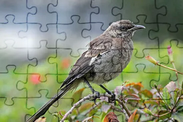 Mimo codalunga jigsaw puzzle