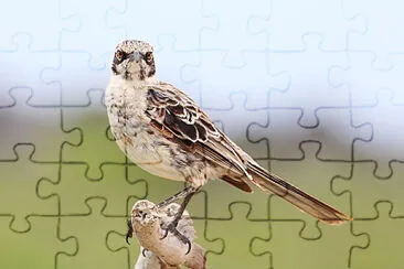 Mimo di espagnola jigsaw puzzle