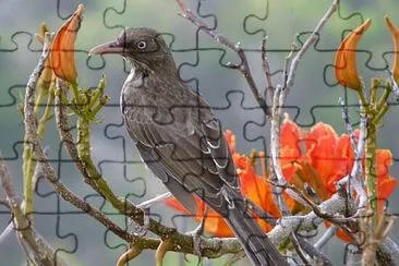 Mimo occhiperla jigsaw puzzle