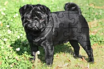 perro pug