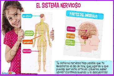 SISTEMA NERVIOSO jigsaw puzzle