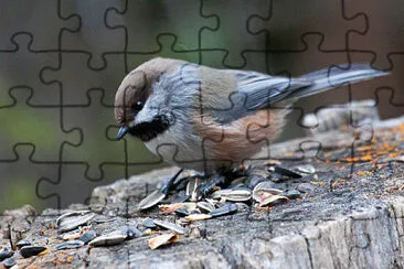 Cincia boreale jigsaw puzzle