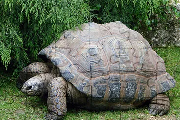 Gigante di Aldabra jigsaw puzzle