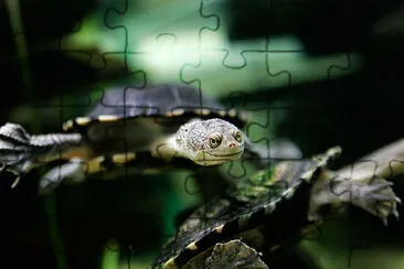 Chelodina dal collo di serpente