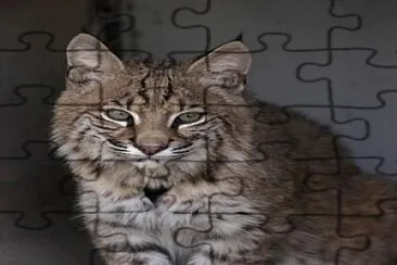 Bobcat