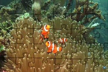 nemo