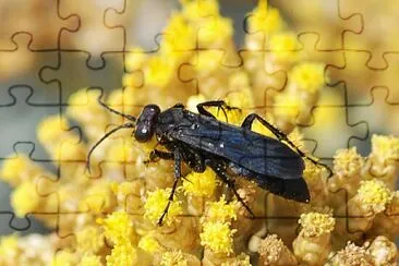 Agenioideus sp. jigsaw puzzle