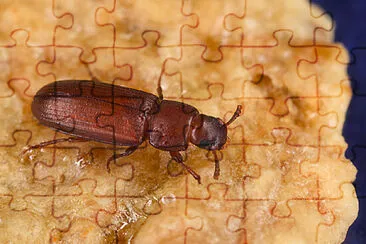 Tribolium castaneum jigsaw puzzle