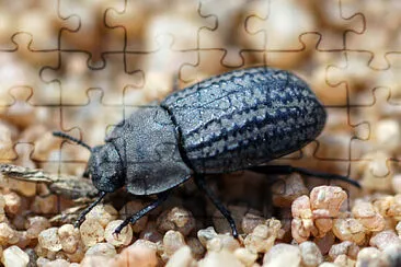 Opatrum sabulosum jigsaw puzzle