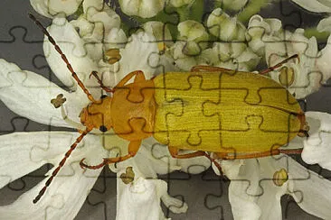 Cteniopus sulphureus jigsaw puzzle