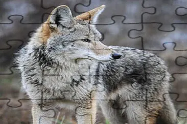  jigsaw puzzle