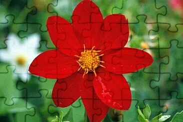 Foto jigsaw puzzle