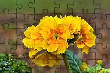 Foto jigsaw puzzle