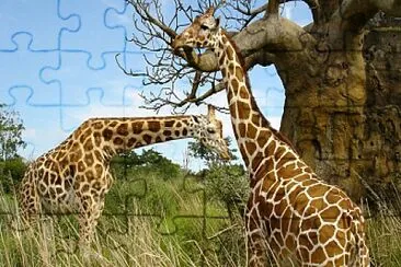 Girafas jigsaw puzzle