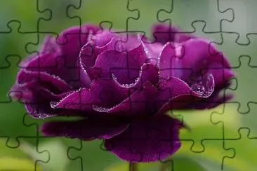  jigsaw puzzle