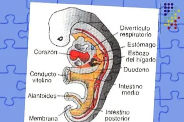 פאזל של embrio respi