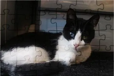 Mirada gatuna jigsaw puzzle