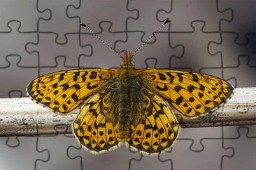 Boloria fritillary jigsaw puzzle