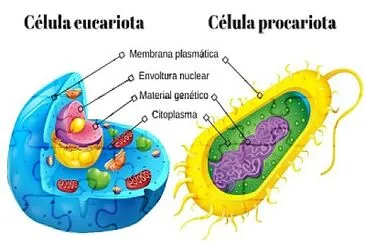 la celula