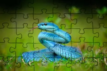 Serpiente jigsaw puzzle