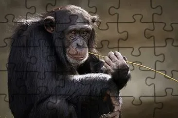 ChimpancÃ© jigsaw puzzle