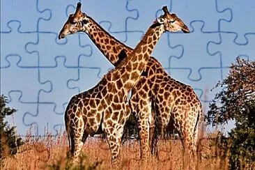 Jirafas jigsaw puzzle