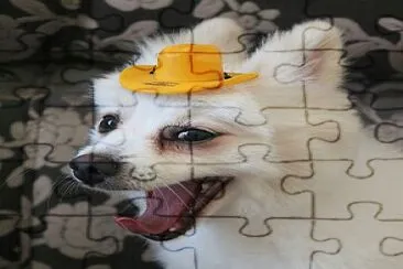 Animais jigsaw puzzle