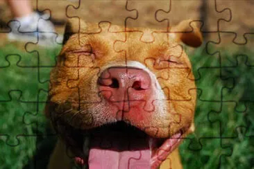 Cachorro jigsaw puzzle