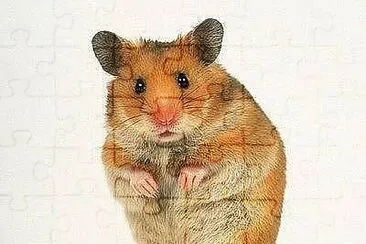 Hamster jigsaw puzzle