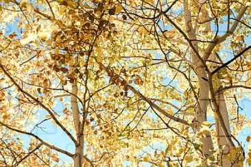 פאזל של Backlit Trees