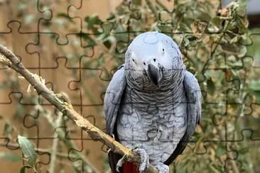 פאזל של Gray Parrot