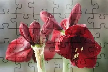 Foto jigsaw puzzle