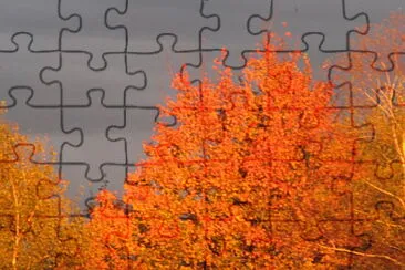 Red tree backed by stormclouds jigsaw puzzle