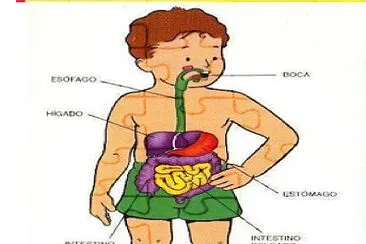 Sistema digestivo