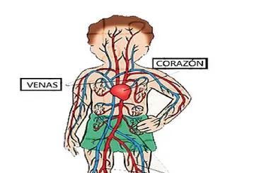 Sistema circulatorio