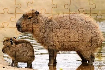 פאזל של CAPIVARA