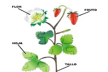 partes de las plantas