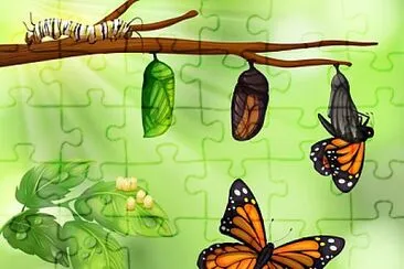 FASES DA BORBOLETA jigsaw puzzle