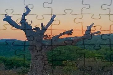 ×‘×•×§×¨ jigsaw puzzle