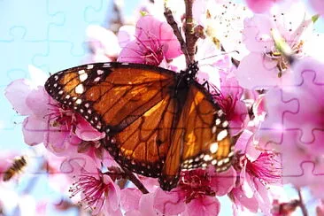 Mariposa jigsaw puzzle