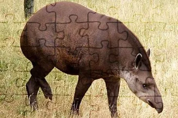 Anta do cerrado jigsaw puzzle