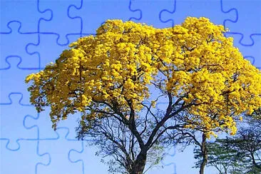 IpÃª amarelo jigsaw puzzle