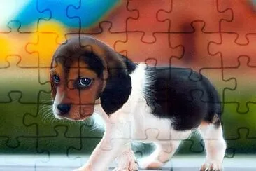 Beagle Puppy