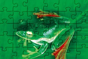 Flying Frog jigsaw puzzle