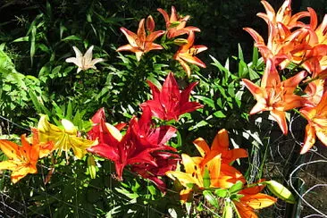 Asiatic lilies